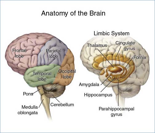 anatomy-of-the-brain