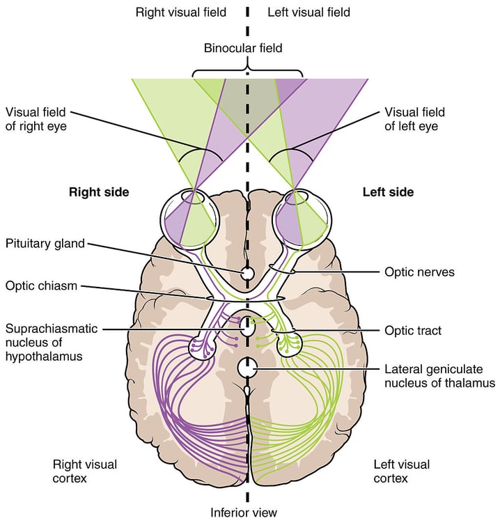 Human Brain Diagram | Purposeful Universe